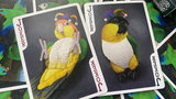 Parrot Prototype Playing Cards