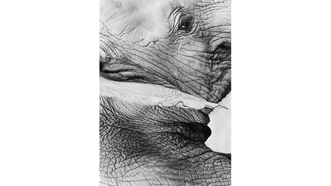 Memoria 2 by Fraser Parker - Book