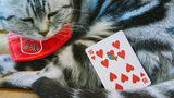 Meow Star Playing Cards by Bocopo